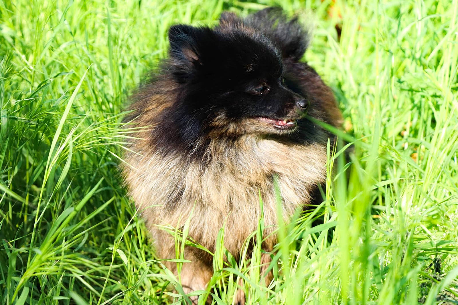 Packo a rejoint le concours — aidez-le/la à gagner de superbes lots ! canidae, carnivore, companion_dog, dog, dog_breed, fur, german_spitz, german_spitz_klein, german_spitz_mittel, grass, grassland, herding_dog, plant, snout, sporting_group, terrestrial_animal, wildlife, working_dog