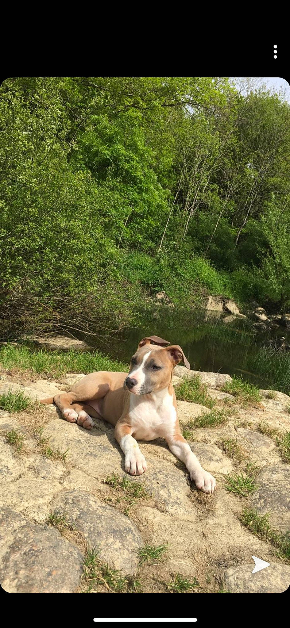 Olyana a rejoint le concours — aidez-le/la à gagner de superbes lots ! american_staffordshire_terrier, canidae, carnivore, dog, dog_breed, fawn, hunting_dog, mammal, mountain_cur, sporting_group, vertebrate