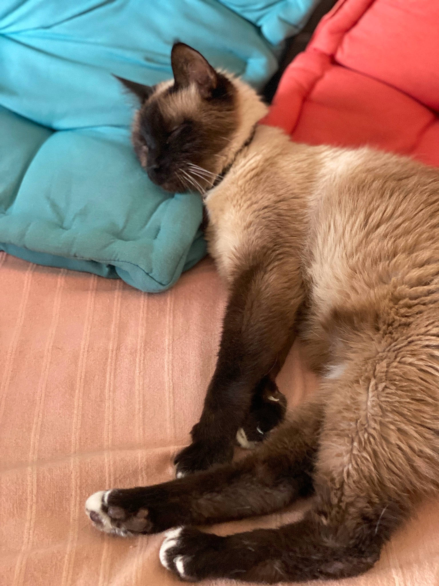 Viennois participe au concours pour gagner de l'argent avec cette photo : carnivore, cat, claw, comfort, couch, fawn, felidae, flooring, foot, fur, hardwood, human_leg, mammal, pillow, siamese, sitting, small_to_medium_sized_cats, tail, terrestrial_animal, whiskers