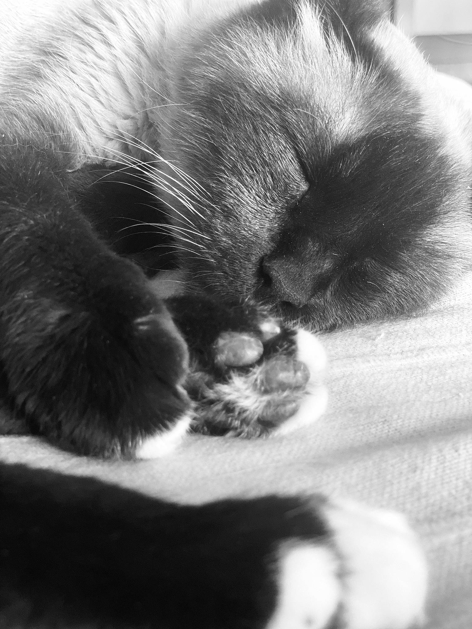 Viennois participe au concours pour gagner de l'argent avec cette photo : black_cat, carnivore, cat, claw, close_up, comfort, dog_breed, domestic_short_haired_cat, eye, felidae, fur, grey, monochrome, monochrome_photography, nap, paw, small_to_medium_sized_cats, snout, tail, whiskers