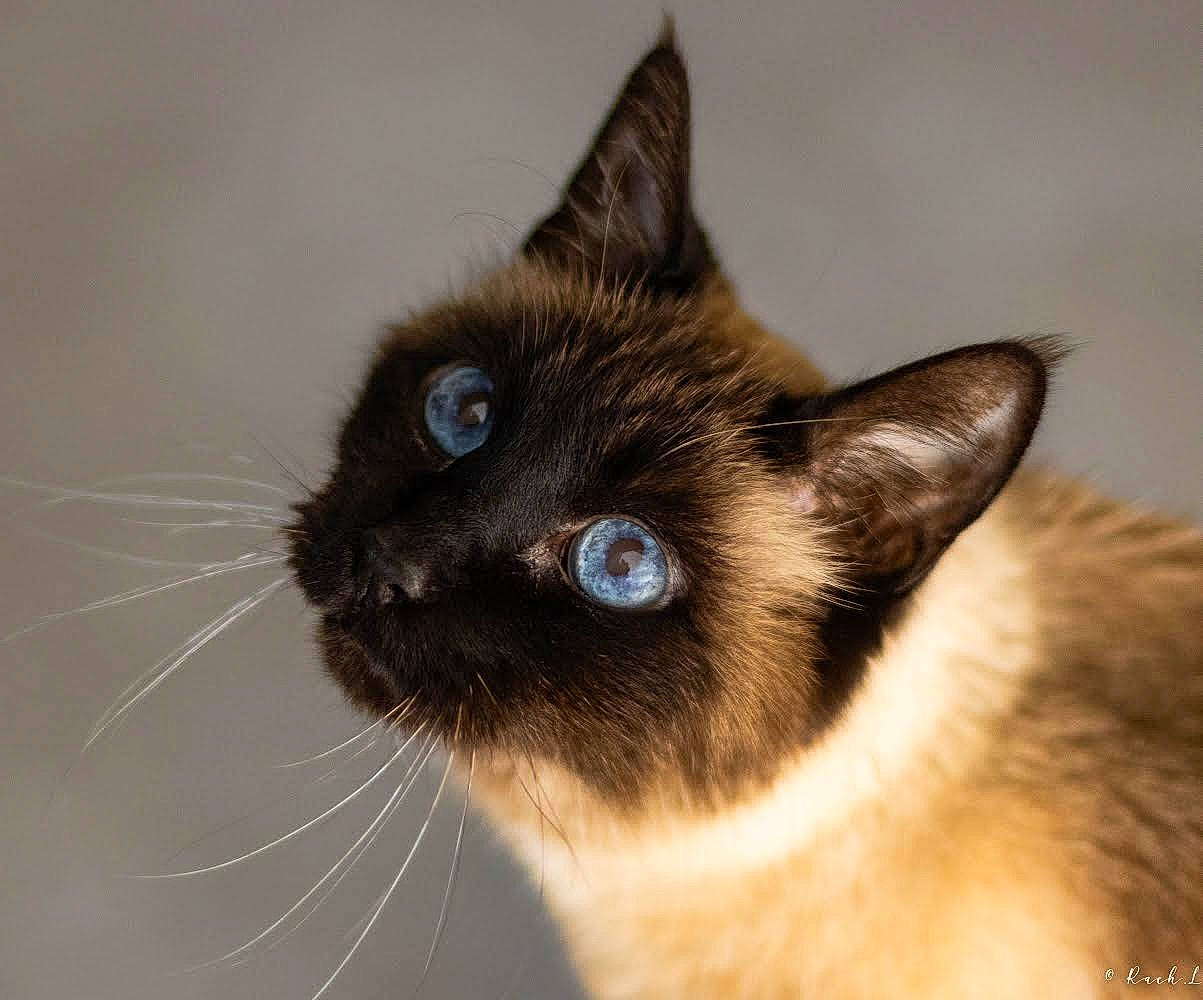 Viennois participe au concours pour gagner de l'argent avec cette photo : balinese, birman, carnivore, cat, domestic_short_haired_cat, eye, fawn, felidae, fur, head, siamese, small_to_medium_sized_cats, snout, tail, terrestrial_animal, thai, tonkinese, whiskers