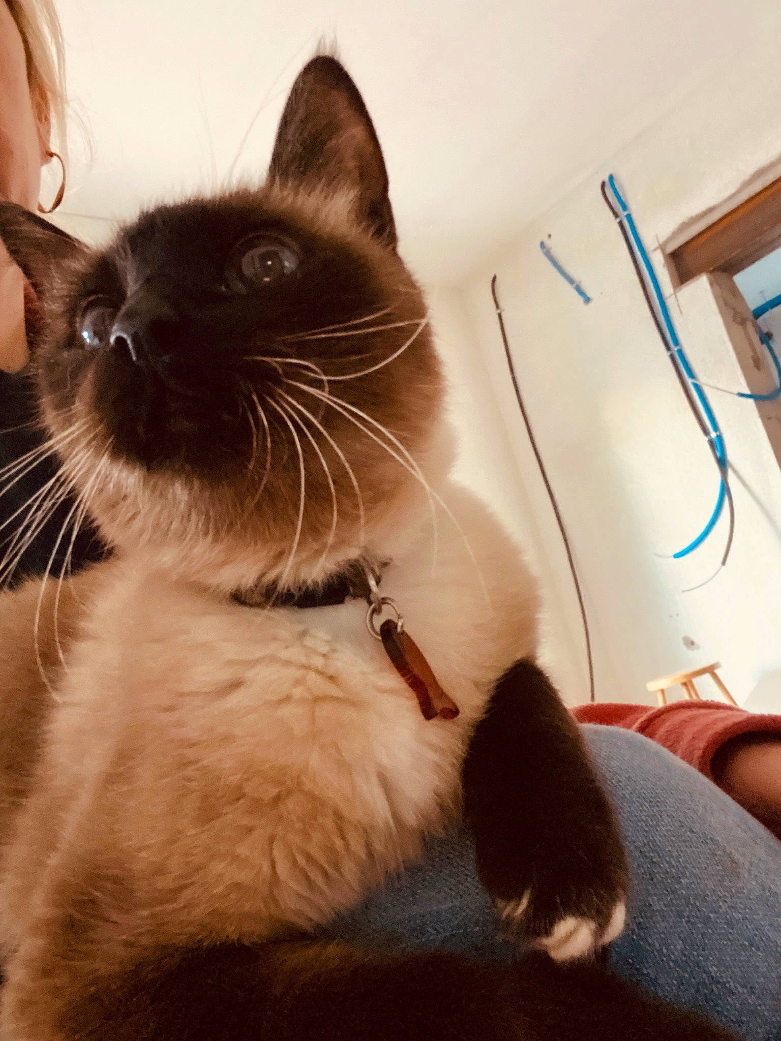 Viennois a rejoint le concours — aidez-le/la à gagner de superbes lots ! birman, carnivore, cat, comfort, fawn, felidae, flooring, foot, fur, iris, paw, siamese, small_to_medium_sized_cats, snout, tail, thai, whiskers, window