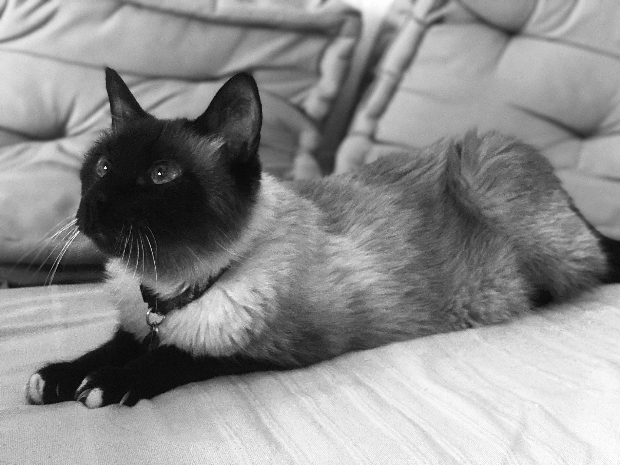 Viennois participe au concours pour gagner de l'argent avec cette photo : carnivore, cat, comfort, domestic_short_haired_cat, eye, felidae, foot, fur, grey, human_leg, iris, monochrome, monochrome_photography, paw, siamese, small_to_medium_sized_cats, snout, tail, thai, whiskers