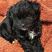 Hershey is registered to the contest to win money with this photo: puppy, dog, black_fur, white_patch, blanket, orange, cozy, cute, sleepy, pet, fur, small_dog, animal, resting, indoors, texture, cute_pet, companion, adorable, relaxed