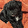 puppy, dog, black_fur, white_patch, blanket, orange, cozy, cute, sleepy, pet, fur, small_dog, animal, resting, indoors, texture, cute_pet, companion, adorable, relaxed