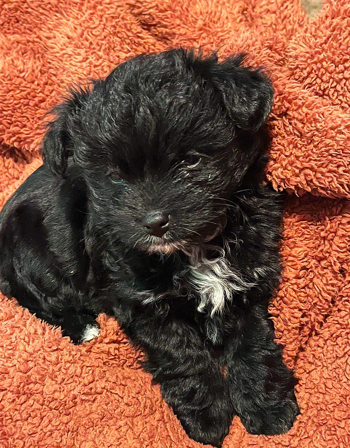 Hershey is registered to the contest to win money with this photo: puppy, dog, black_fur, white_patch, blanket, orange, cozy, cute, sleepy, pet, fur, small_dog, animal, resting, indoors, texture, cute_pet, companion, adorable, relaxed