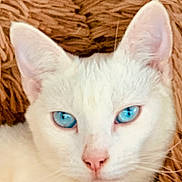 Missy joined the competition — help win amazing prizes! animal, blue_eyes, cat, close_up, cute, domestic_cat, ear, feline, fur, indoor, mammal, nose, pet, portrait, relaxed, resting, soft_texture, warm_colors, whiskers, white_cat