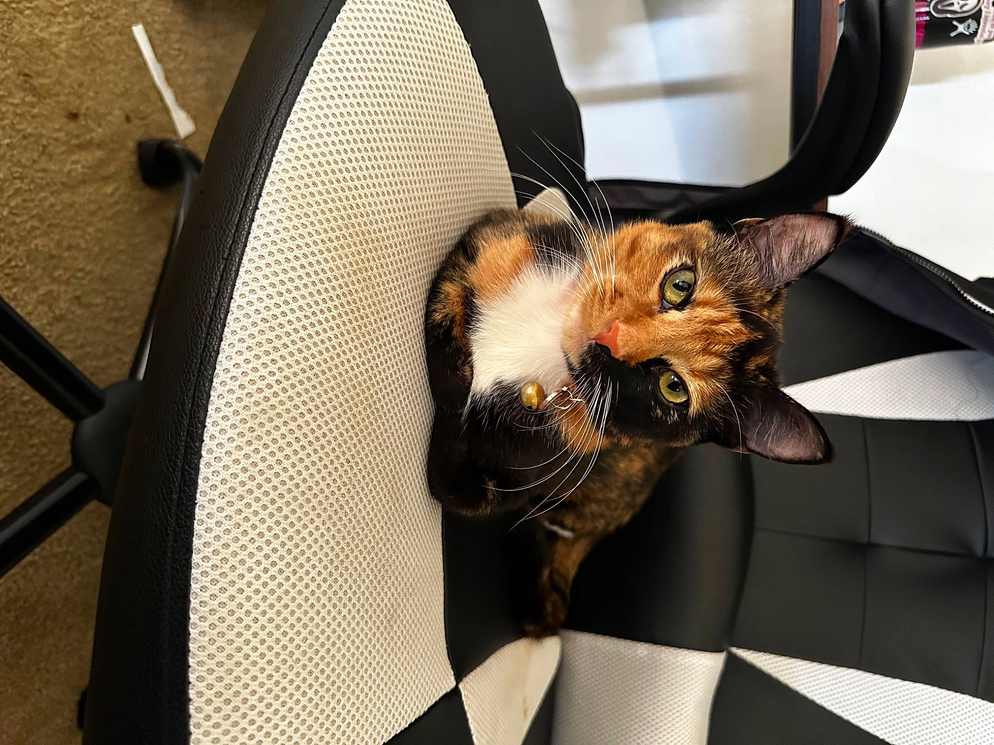 Ari is registered to the contest to win money with this photo: auto_part, bag, bat, canidae, carnivore, cat, chair, claw, comfort, domestic_short_haired_cat, eyewear, fashion_accessory, fawn, felidae, fur, luggage_and_bags, small_to_medium_sized_cats, snout, tail, whiskers