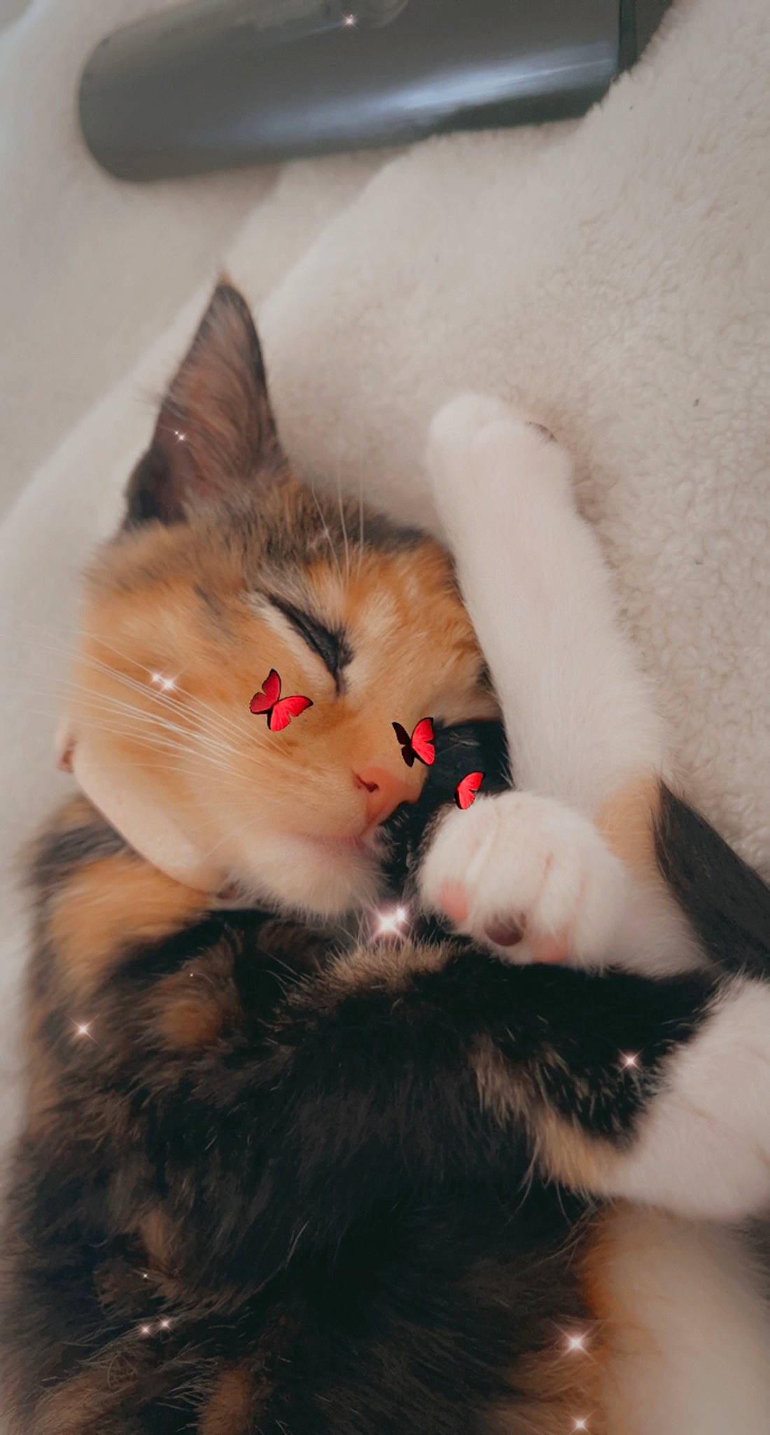 Ari joined the competition — help win amazing prizes! carnivore, cat, claw, comfort, domestic_short_haired_cat, ear, fawn, felidae, fur, lap, paw, small_to_medium_sized_cats, snout, tail, whiskers