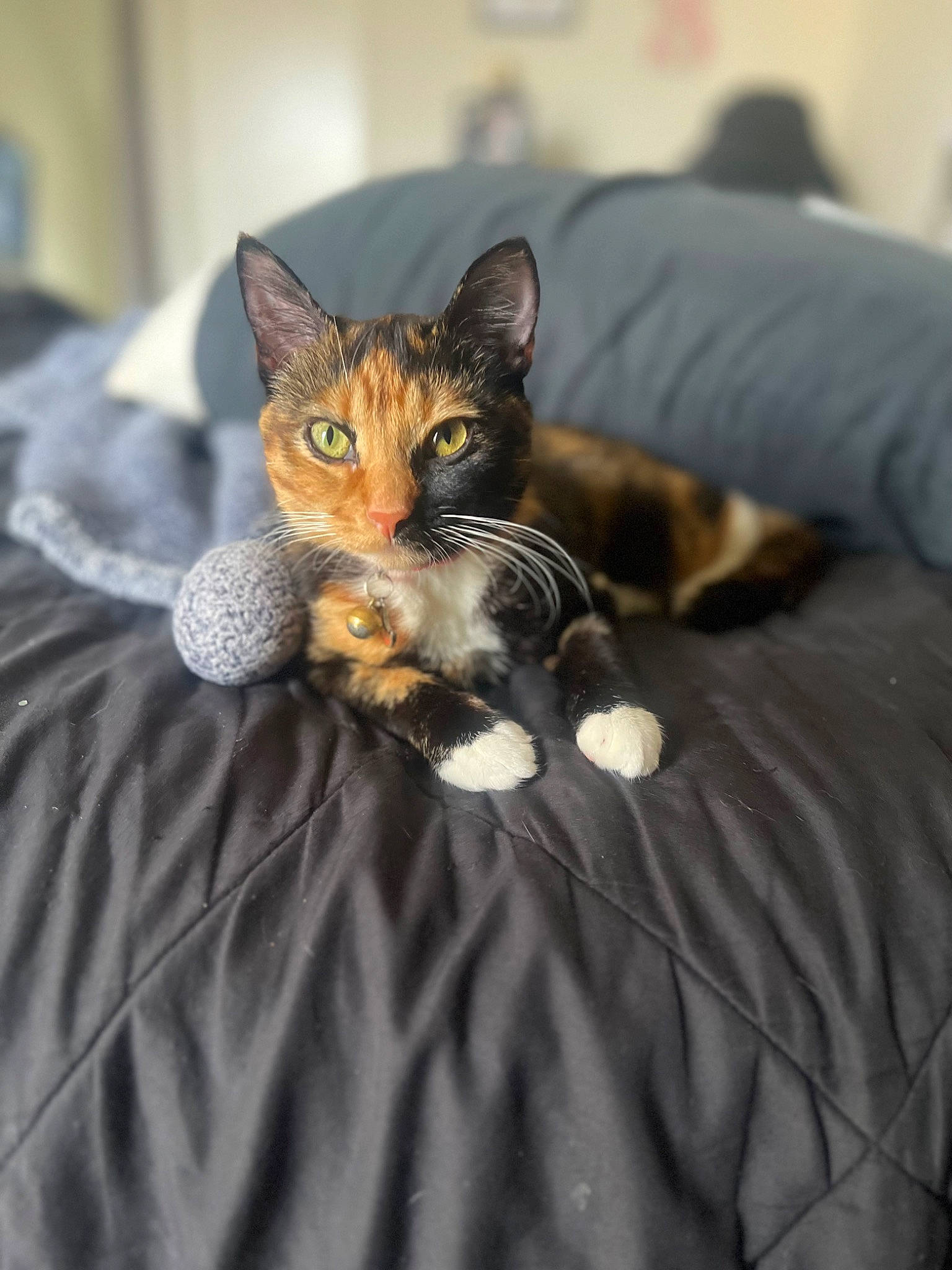 Ari is registered to the contest to win money with this photo: carnivore, cat, claw, comfort, domestic_short_haired_cat, felidae, fur, linens, paw, sitting, small_to_medium_sized_cats, snout, tail, terrestrial_animal, tree, whiskers, wildlife