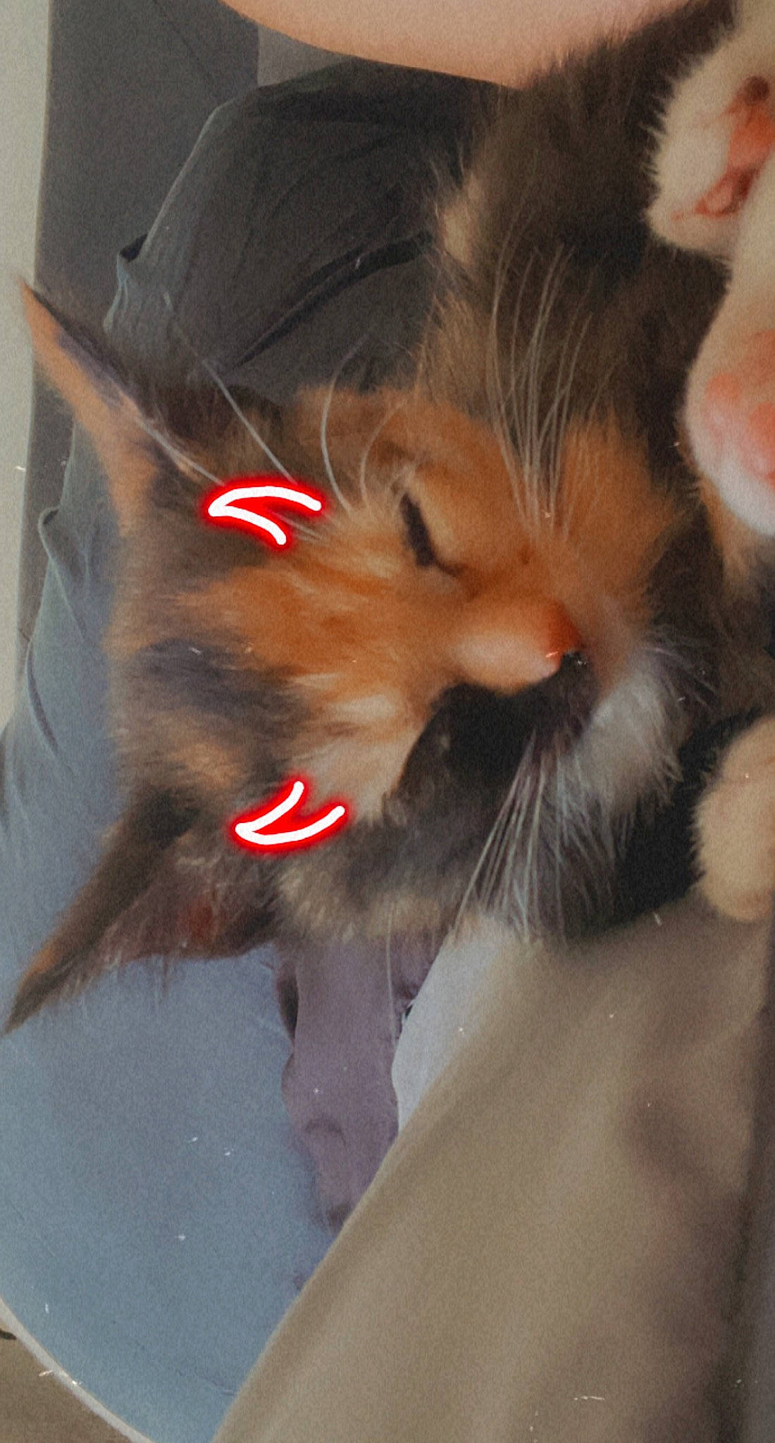 Ari joined the competition — help win amazing prizes! box, carnivore, cat, claw, comfort, domestic_short_haired_cat, ear, fawn, felidae, fur, paw, small_to_medium_sized_cats, snout, tail, whiskers