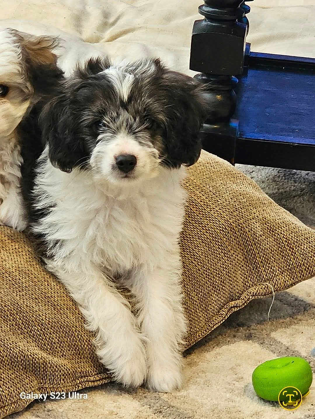 Inky joined the competition — help win amazing prizes! black_and_white, carpet, chew_toy, close_up, companion, cozy, cushion, dog, domestic_animal, floppy_ears, fluffy, green_toy, living_room, nose, pet, pillow, portrait, puppy, sitting, toy