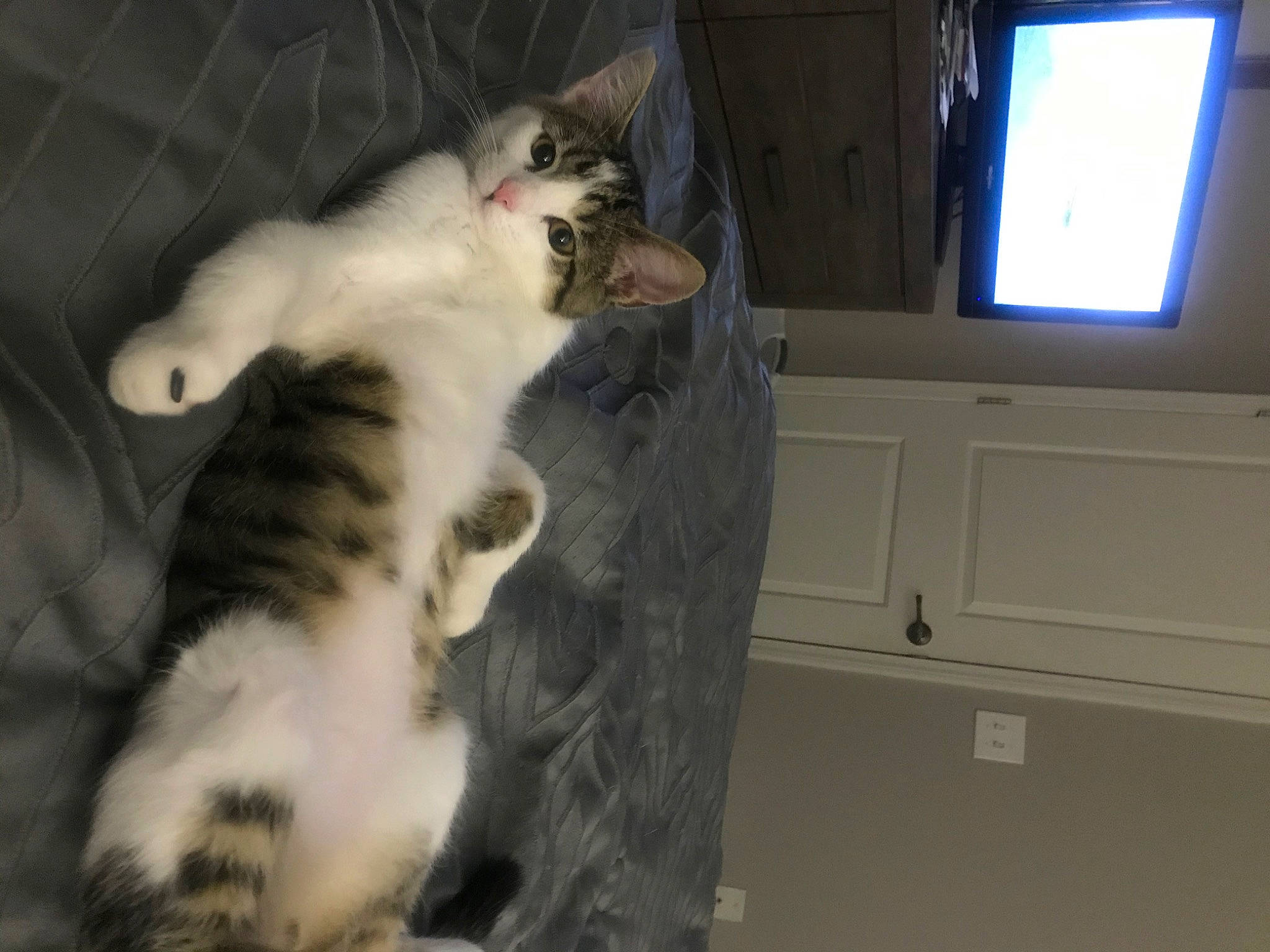 Bella joined the competition — help win amazing prizes! aegean_cat, american_curl, american_wirehair, asian, carnivore, cat, domestic_long_haired_cat, domestic_short_haired_cat, european_shorthair, felidae, fur, kitten, mammal, norwegian_forest_cat, paw, polydactyl_cat, small_to_medium_sized_cats, tail, whiskers