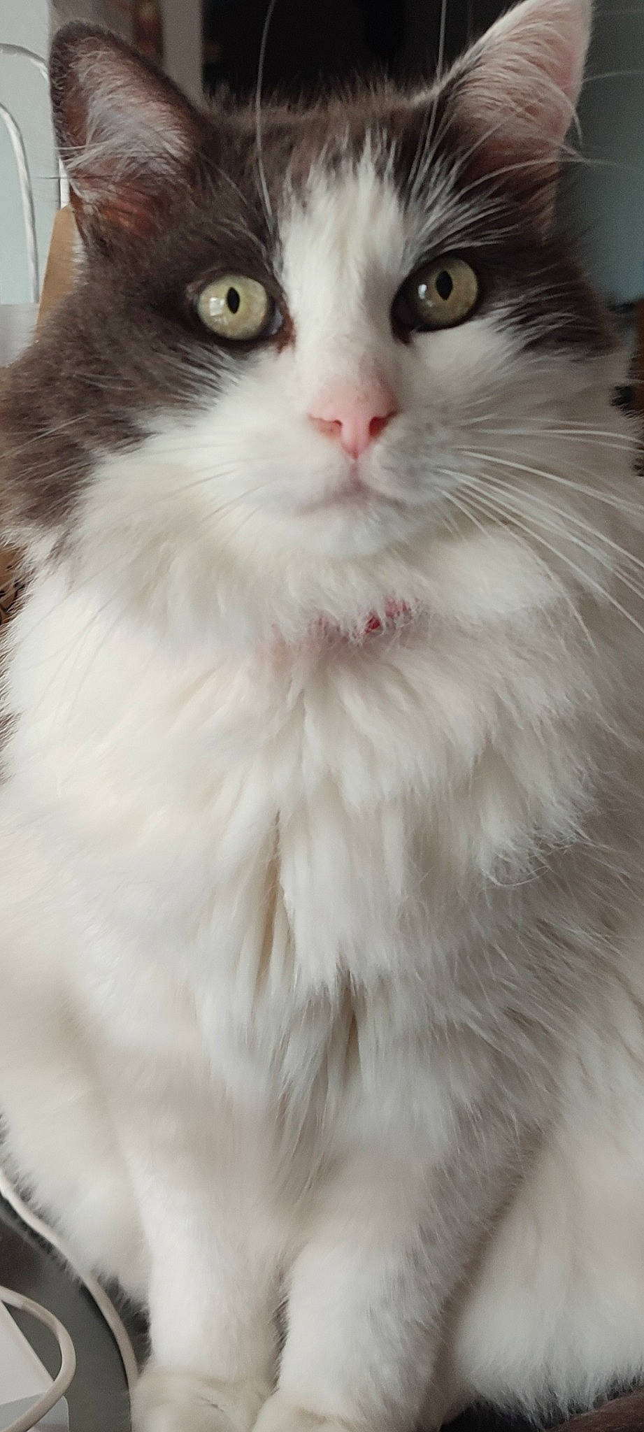 Marilyn participe au concours pour gagner de l'argent avec cette photo : british_longhair, carnivore, cat, domestic_short_haired_cat, felidae, fur, iris, small_to_medium_sized_cats, snout, terrestrial_animal, whiskers