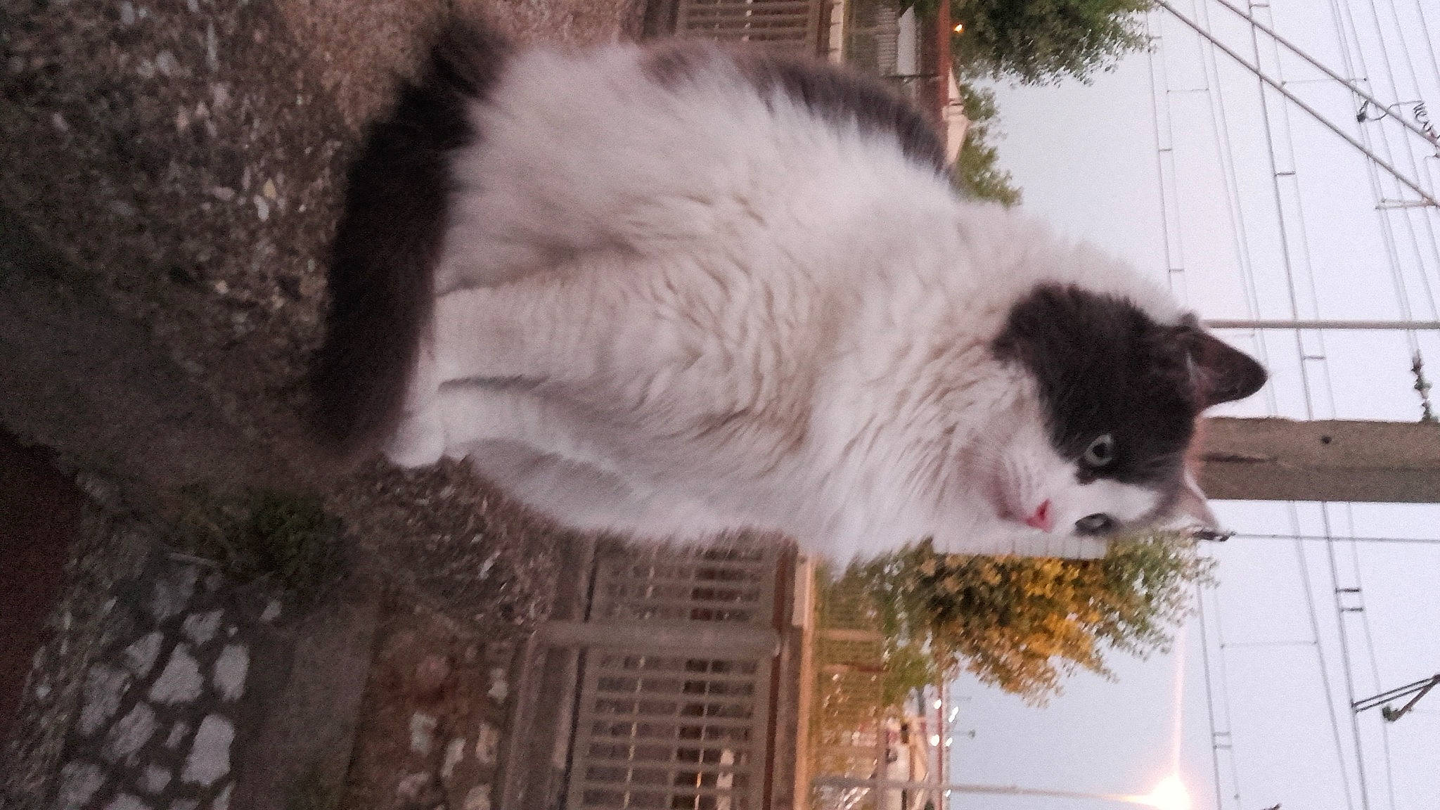 Marilyn participe au concours pour gagner de l'argent avec cette photo : british_longhair, carnivore, cat, felidae, fur, grass, grey, plant, small_to_medium_sized_cats, snout, tail, tree, water, whiskers, wood