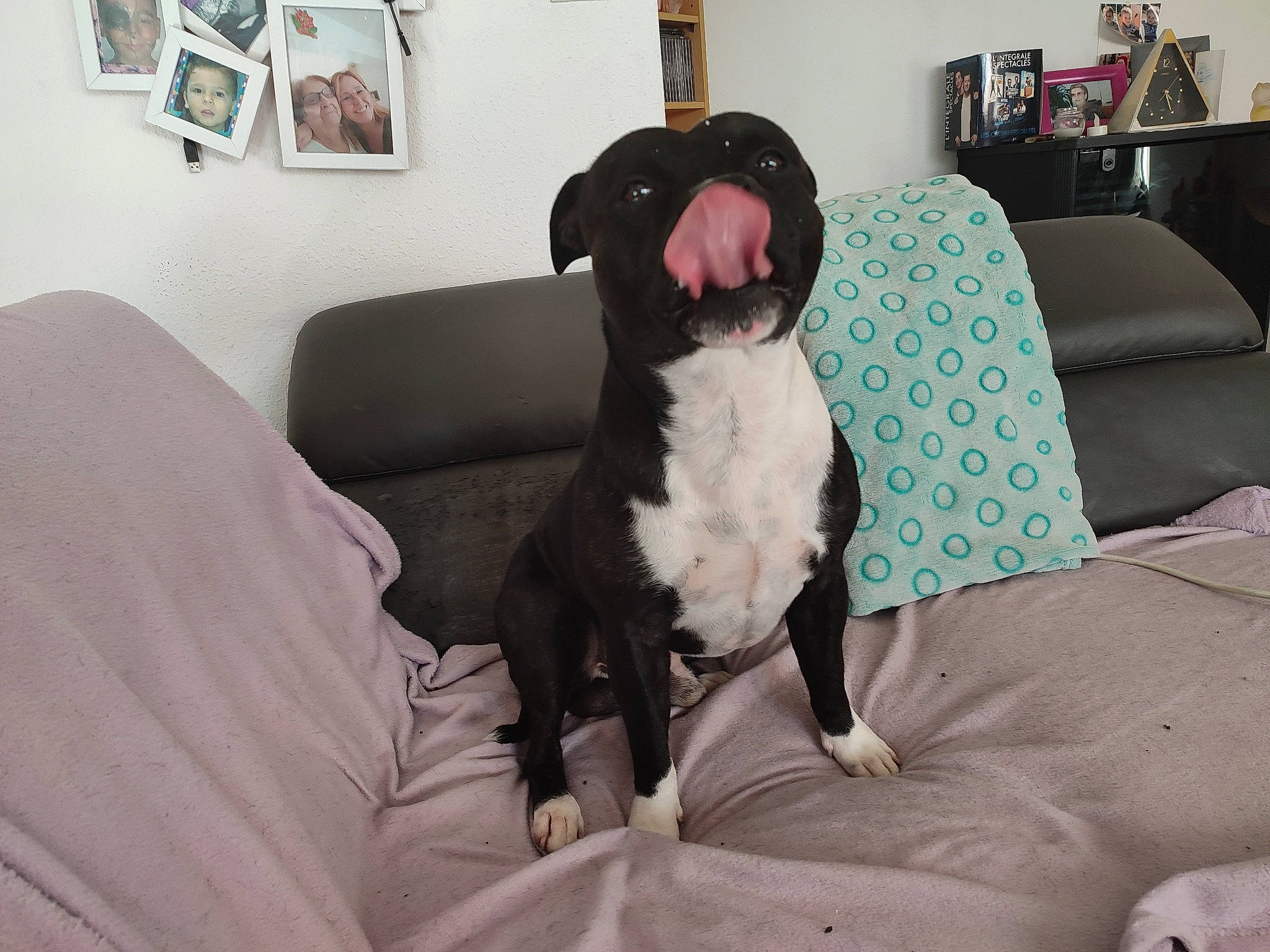 Oslo a rejoint le concours — aidez-le/la à gagner de superbes lots ! canidae, carnivore, collar, comfort, companion_dog, couch, dog, dog_breed, fawn, fur, furniture, lamp, linens, living_room, picture_frame, room, sporting_group, studio_couch, tail, working_animal