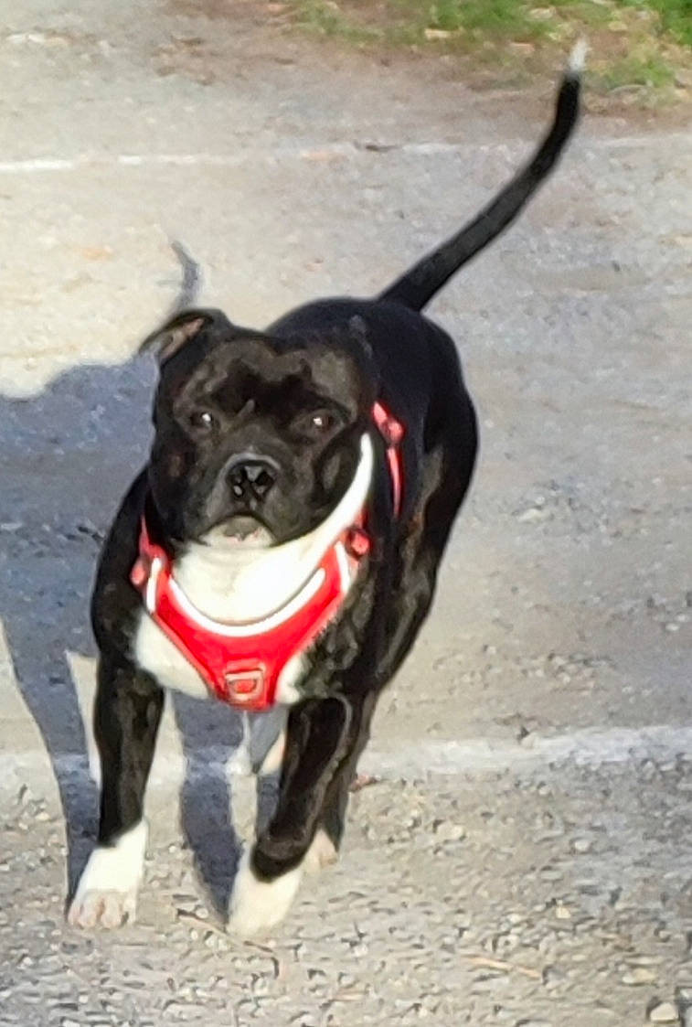 Oslo a rejoint le concours — aidez-le/la à gagner de superbes lots ! carnivore, collar, companion_dog, dog, dog_breed, dog_clothes, dog_collar, dog_supply, dog_walking, fashion_accessory, fawn, fur, leash, pet_supply, road_surface, snout, sporting_group, tail, toy_dog, working_animal