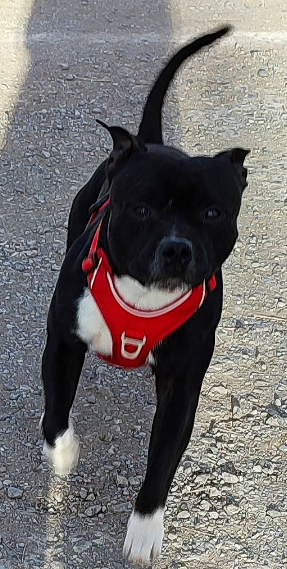 Oslo a rejoint le concours — aidez-le/la à gagner de superbes lots ! boston_terrier, canidae, carmine, carnivore, collar, companion_dog, dog, dog_breed, dog_collar, dog_supply, electric_blue, fashion_accessory, fawn, leash, pet_supply, road_surface, snout, sporting_group, whiskers, working_animal