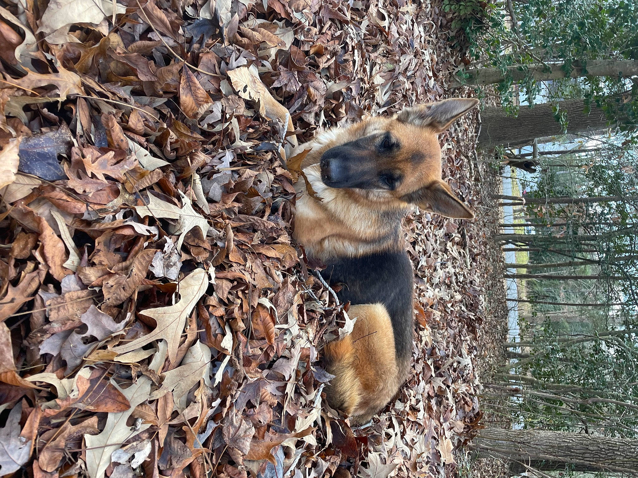 Lucky is registered to the contest to win money with this photo: art, beak, canidae, canis, carnivore, dog_breed, fawn, fox, fur, marsupial, organ_mountains_chipmunk, plant, snout, soil, tail, terrestrial_animal, tree, trunk, twig, wood