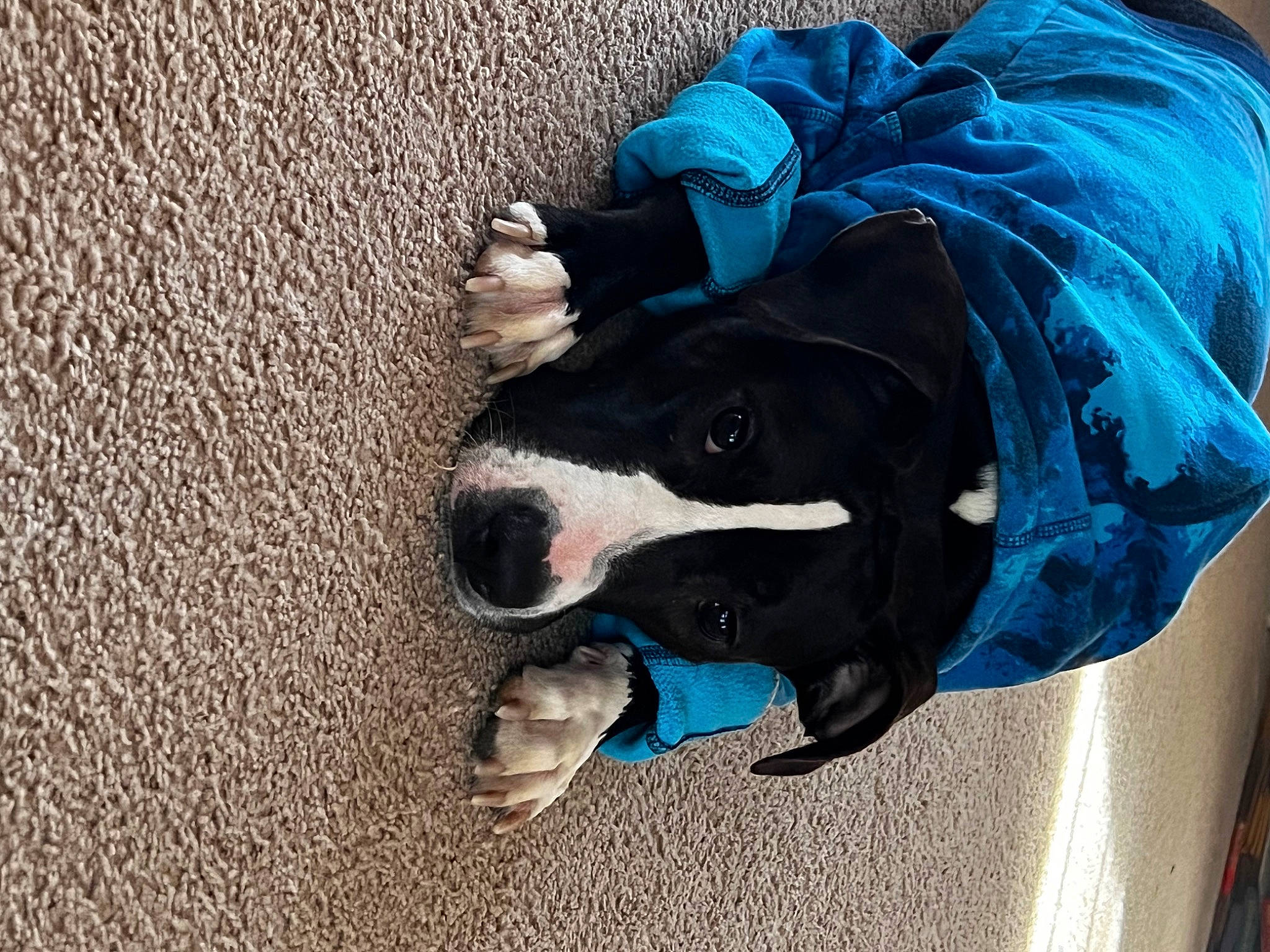 Tonks joined the competition — help win amazing prizes! canidae, carnivore, collar, comfort, companion_dog, dog, dog_breed, dog_clothes, dog_collar, dog_supply, electric_blue, fashion_accessory, fur, human_leg, leash, personal_protective_equipment, sleeve, snout, sporting_group, working_animal