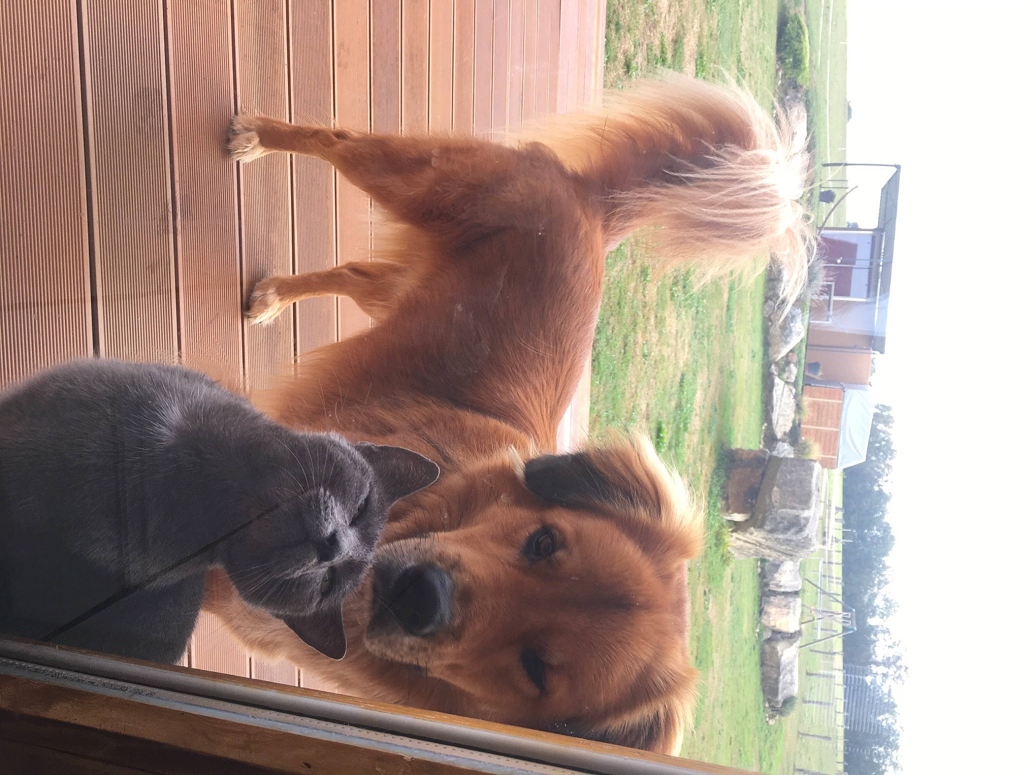 Malko a rejoint le concours — aidez-le/la à gagner de superbes lots ! canidae, carnivore, comfort, companion_dog, dog, dog_breed, fawn, felidae, fur, hardwood, liver, plant, snout, sporting_group, tail, terrestrial_animal, vertebrate, wildlife, window, wood