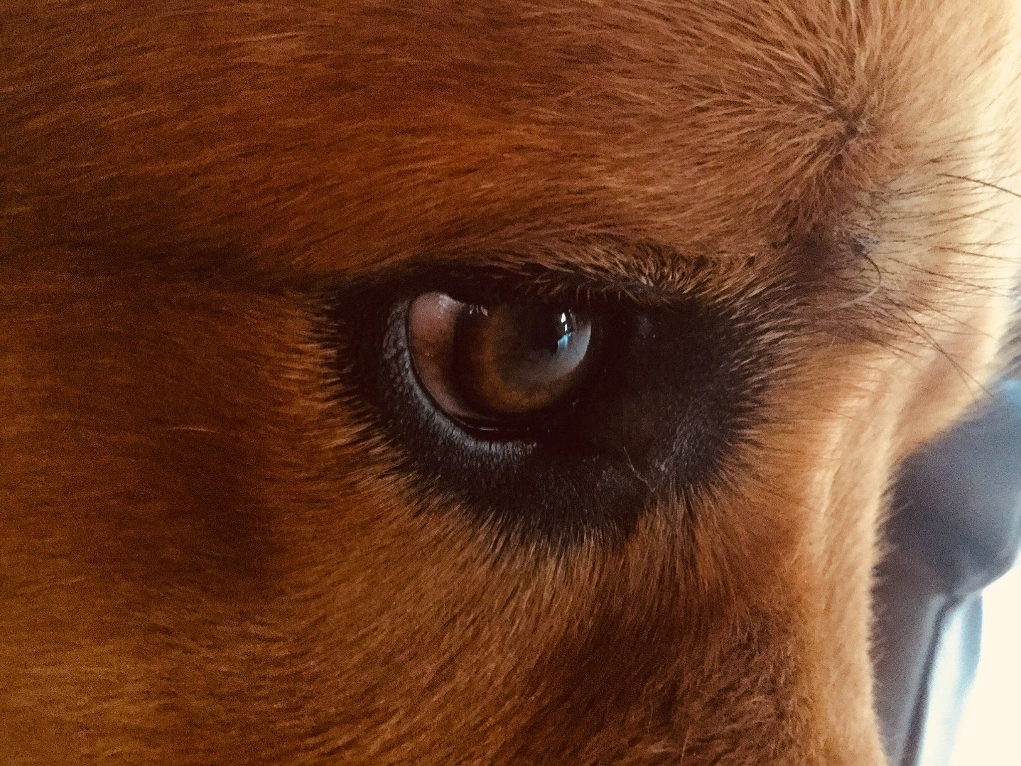 Malko a rejoint le concours — aidez-le/la à gagner de superbes lots ! carnivore, close_up, dog, dog_breed, ear, eye, eyelash, face, fawn, fur, hair, head, human_body, iris, liver, snout, terrestrial_animal, whiskers, working_animal, wrinkle