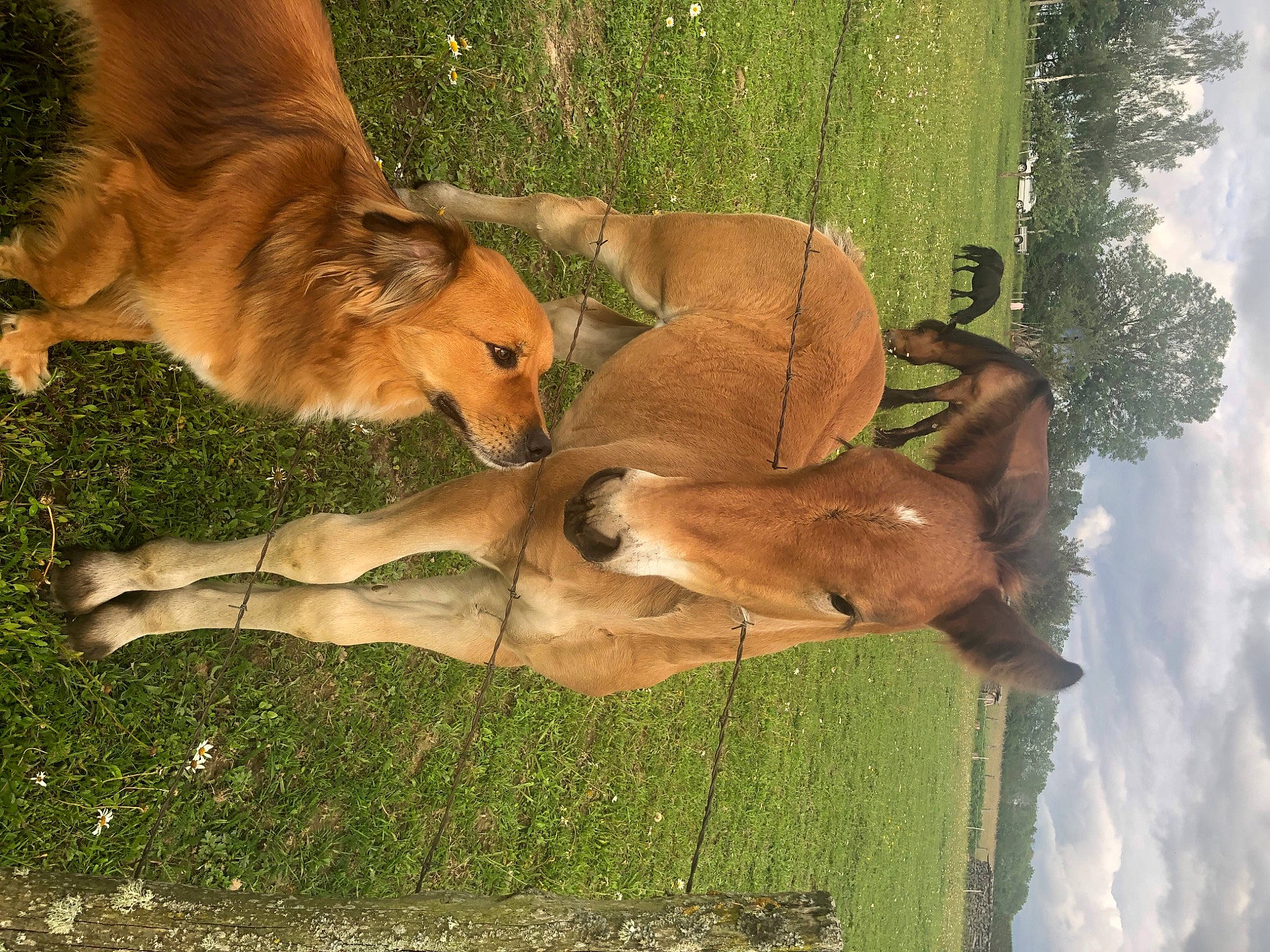 Malko participe au concours pour gagner de l'argent avec cette photo : big_cats, carnivore, cloud, companion_dog, dog, dog_breed, fawn, felidae, grass, pasture, plant, sky, snout, sporting_group, tail, terrestrial_animal, tree, trunk, wildlife, wood