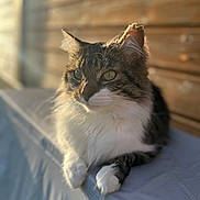 Aeron participe au concours pour gagner de l'argent avec cette photo : cat, fluffy, sunlight, wooden_wall, relaxed, pet, animal, feline, whiskers, outdoor, soft_surface, portrait, closeup, tabby, white_paws, calm, domestic_cat, nature_light, daylight, resting