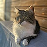 cat, fluffy, sunlight, wooden_wall, relaxed, pet, animal, feline, whiskers, outdoor, soft_surface, portrait, closeup, tabby, white_paws, calm, domestic_cat, nature_light, daylight, resting