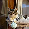 Aeron participe au concours pour gagner de l'argent avec cette photo : cat, tabby_cat, cat_tree, plush_toy, indoor, feline, pet, curtains, wooden_wall, paws, fur, whiskers, relaxed, cute, toy_mouse, window_reflection, looking, animal, cozy, home
