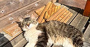 Aeron participe au concours pour gagner de l'argent avec cette photo : cat, fluffy, sunlight, wooden_deck, relaxed, outdoor, grass, planks, pet, feline, daylight, nature, animal, resting, striped, tabby, white_paws, tail, ears, eyes