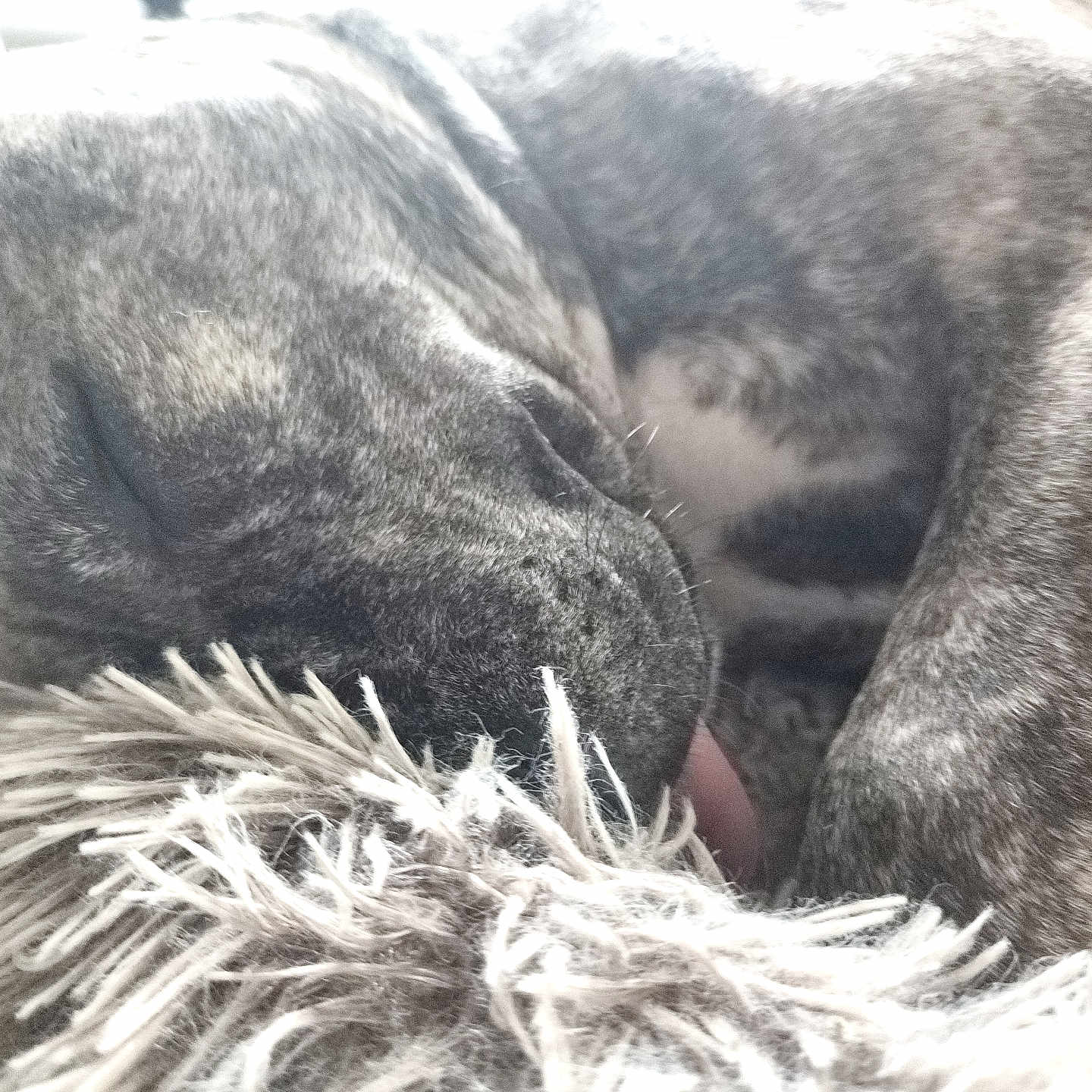 Kaya