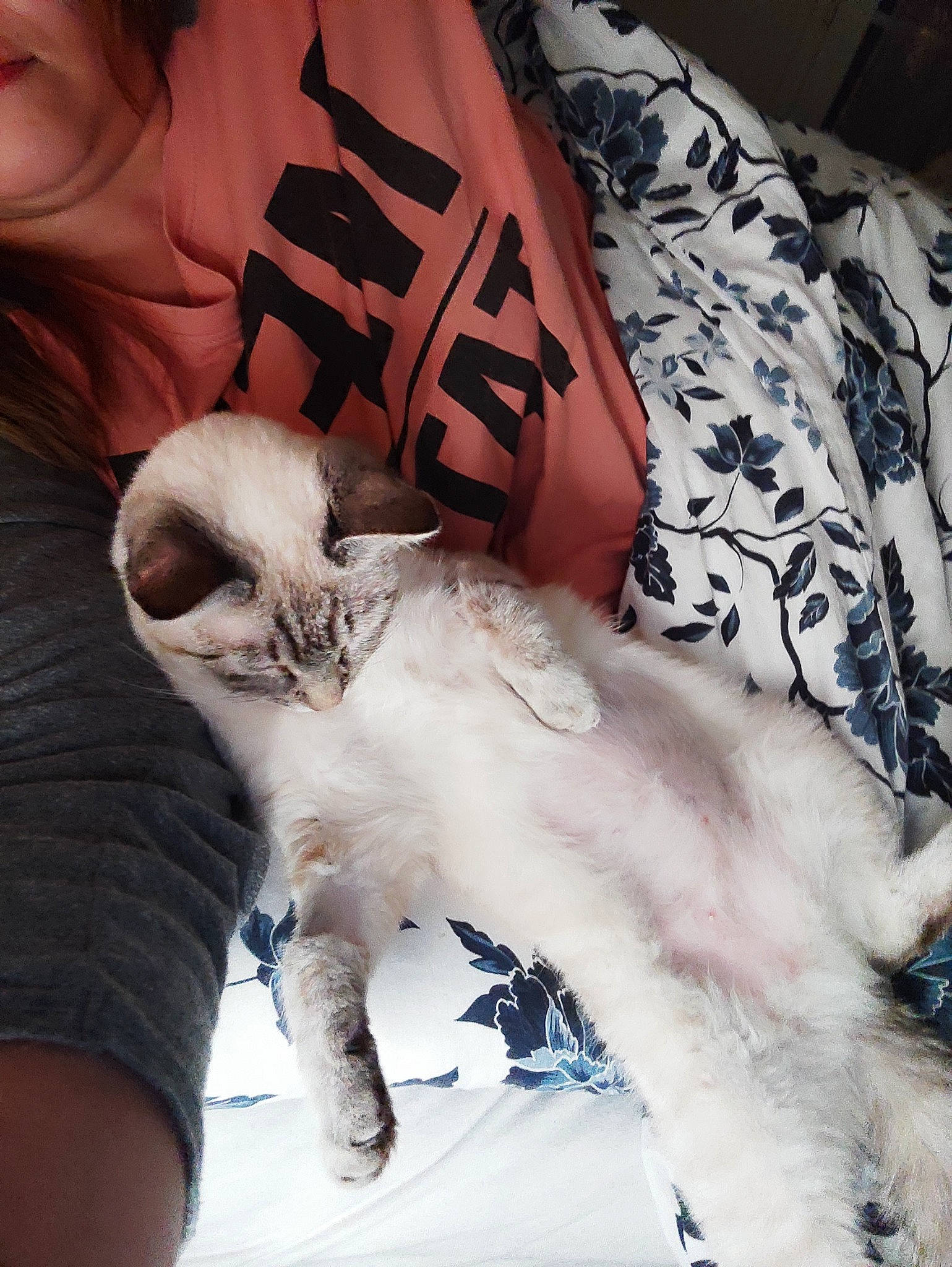 Miù a rejoint le concours — aidez-le/la à gagner de superbes lots ! bedding, carnivore, cat, claw, comfort, companion_dog, fawn, felidae, flesh, fur, human_leg, linens, nail, pattern, paw, small_to_medium_sized_cats, t_shirt, tail, whiskers, wrist