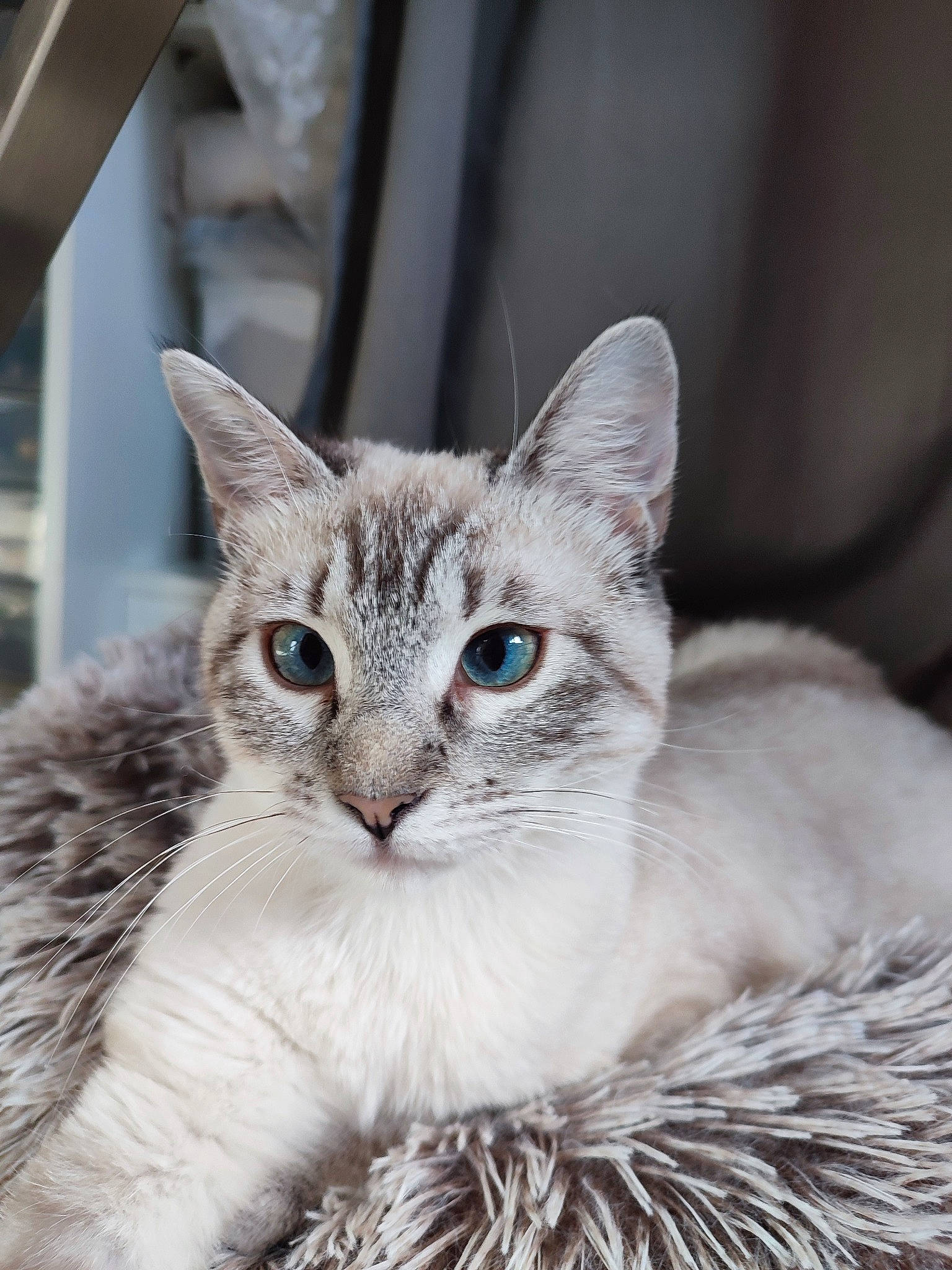 Miù participe au concours pour gagner de l'argent avec cette photo : carnivore, cat, claw, comfort, domestic_short_haired_cat, event, felidae, fur, paw, plant, small_to_medium_sized_cats, snout, terrestrial_animal, tree, whiskers, wildlife, window