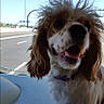 animal, brown_and_white, car, collar, daylight, dog, face, floppy_ears, happy, highway, long_hair, open_mouth, outdoor, pet, portrait, road, smiling, spaniel, text_overlay, vehicle