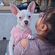 Kyra a rejoint le concours — aidez-le/la à gagner de superbes lots ! animal, car, curious_expression, cute, dog, ears, face, glasses, holding, outdoor, pavement, person, pet, pink_vest, purple_sweater, shoulder_cutout, side_view, street, tree, white_dog