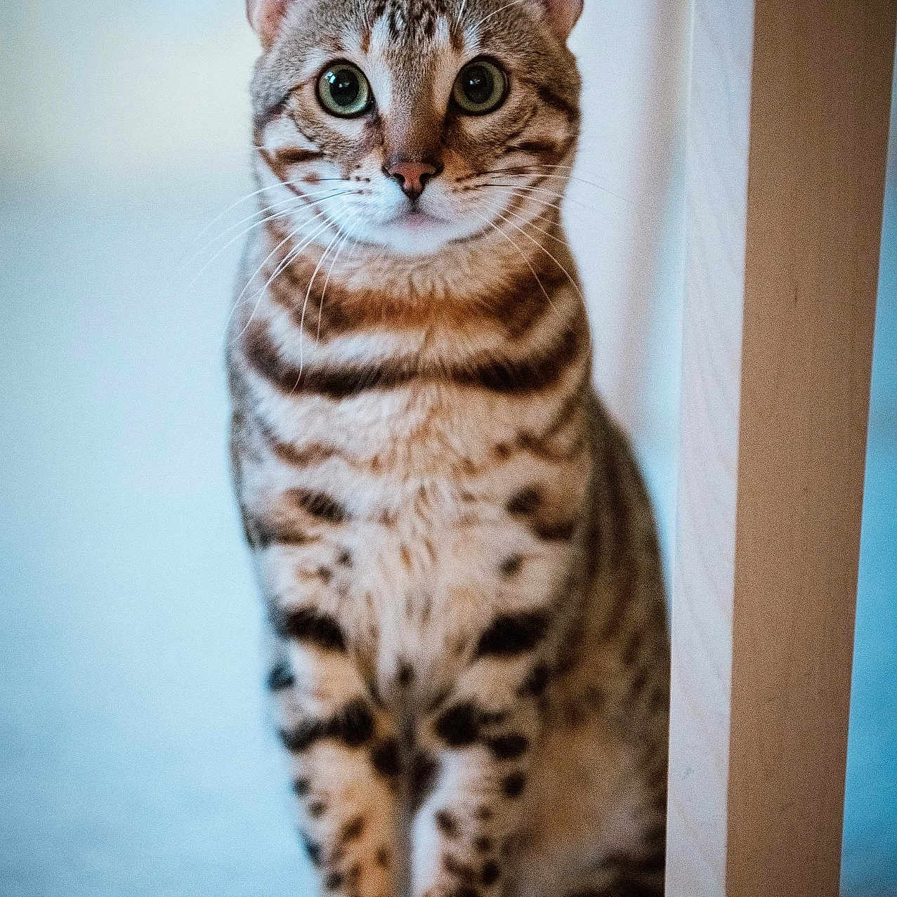 Simba a rejoint le concours — aidez-le/la à gagner de superbes lots ! abyssinian, animal, cat, egyptiancat, kitten, manx, ocelot, pet