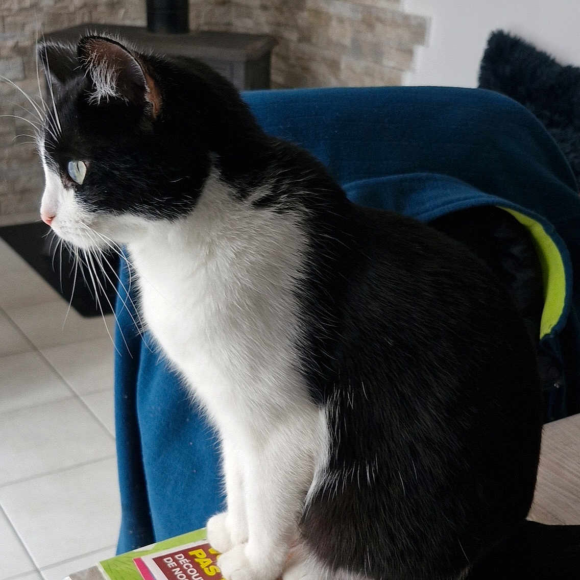 Plume participe au concours pour gagner de l'argent avec cette photo : abyssinian, animal, architecture, armchair, building, cat, chair, couch, furniture, homedecor, indoors, kitten, livingroom, manx, pet, room