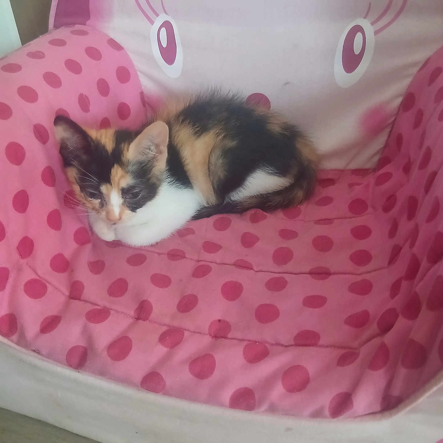 Bella participe au concours pour gagner de l'argent avec cette photo : kitten, cat, calico, pink, polka_dot, chair, cushion, pet, indoor, resting, cute, feline, animal, small, cozy, fur, sleepy, domestic, soft, seat
