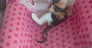 Bella participe au concours pour gagner de l'argent avec cette photo : kitten, cat, calico, pink, polka_dot, plush_chair, toy, indoor, playing, pet, feline, small, cute, animal, soft, seat, home, domestic, colorful, young