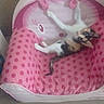 Bella participe au concours pour gagner de l'argent avec cette photo : kitten, cat, calico, pink, polka_dots, baby_chair, stretching, indoor, floor, furniture, pet, small, cute, animal, playful, household, curious, resting, colorful, soft