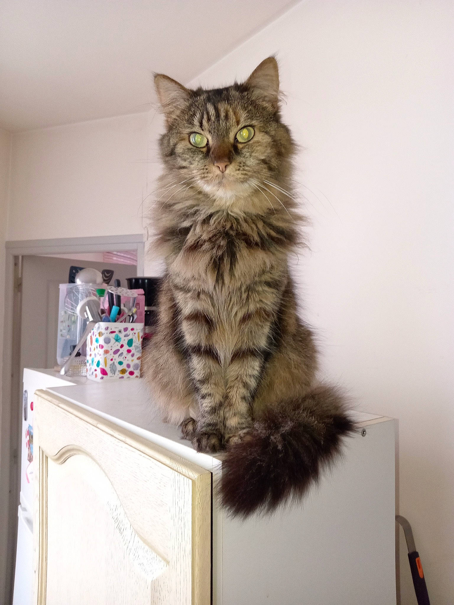 Fifi a rejoint le concours — aidez-le/la à gagner de superbes lots ! box, british_longhair, cabinetry, carnivore, cat, claw, domestic_short_haired_cat, drawer, felidae, fur, maine_coon, paw, shelf, small_to_medium_sized_cats, snout, tail, terrestrial_animal, whiskers, window