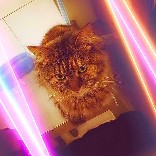 Fifi