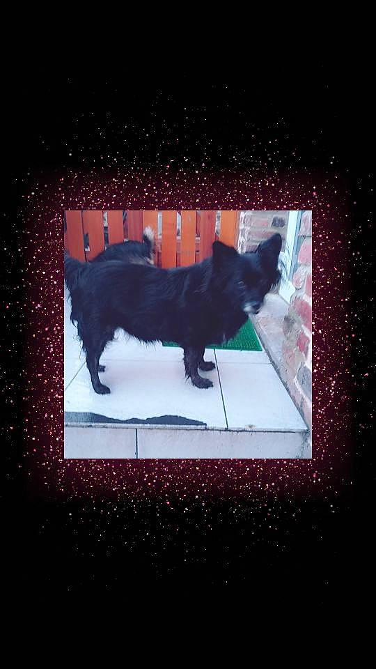 Isy participe au concours pour gagner de l'argent avec cette photo : art, carnivore, darkness, design, display_device, dog_breed, electric_blue, event, felidae, font, magenta, purple, rectangle, small_to_medium_sized_cats, space, tail, technology, tints_and_shades, visual_arts, window