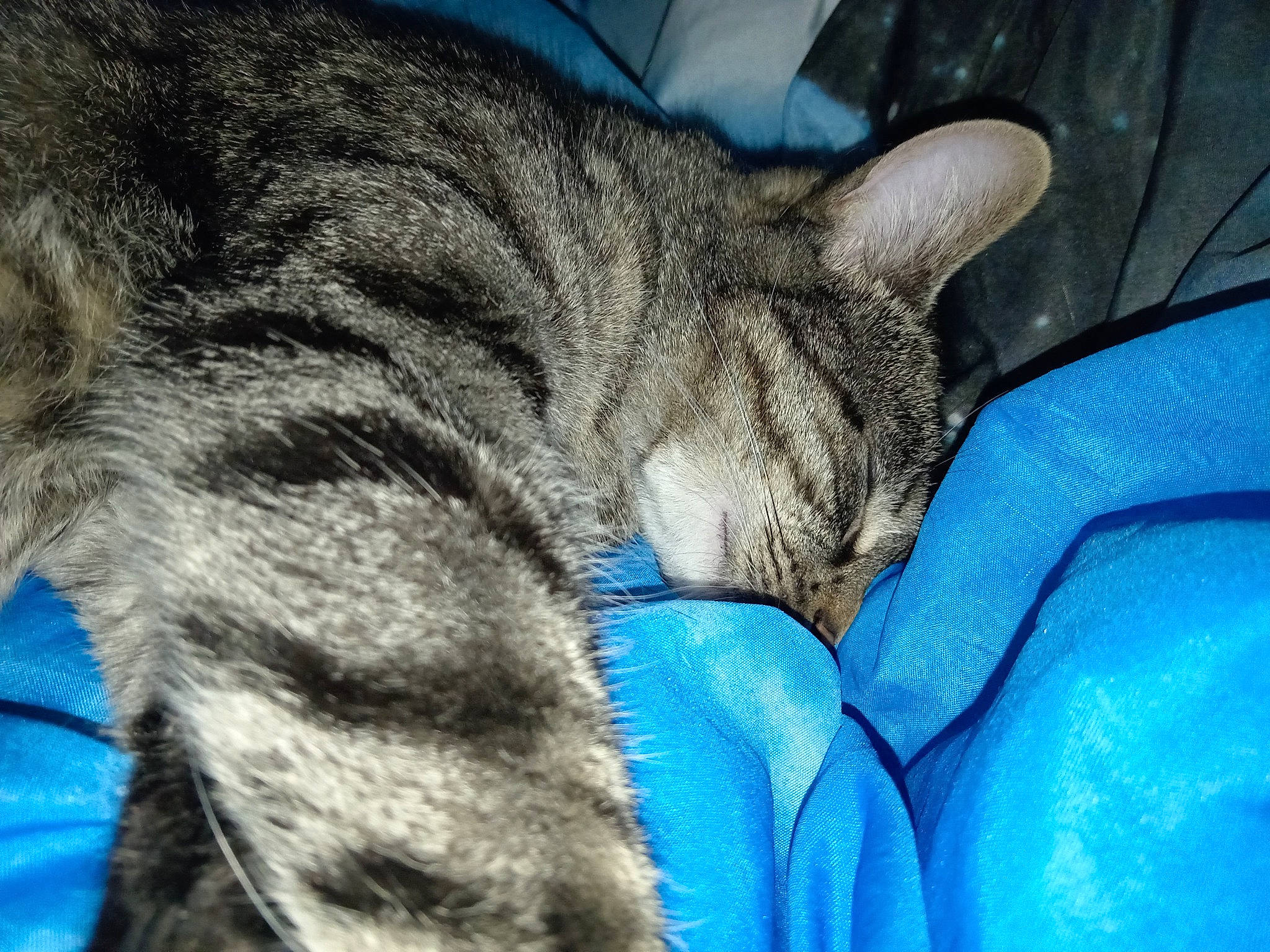 Tennessie participe au concours pour gagner de l'argent avec cette photo : carnivore, cat, claw, comfort, domestic_short_haired_cat, electric_blue, felidae, fur, gesture, grey, nap, paw, sitting, sleep, small_to_medium_sized_cats, snout, tail, terrestrial_animal, whiskers, wildlife