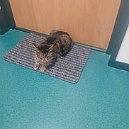 Tennessie a rejoint le concours — aidez-le/la à gagner de superbes lots ! cat, tabby, doormat, door, floor, striped, indoor, pet, animal, feline, wooden_door, teal_floor, quiet, sitting, fur, domestic_cat, looking_down, home, guarding, calm