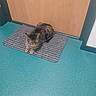 cat, tabby, doormat, door, floor, striped, indoor, pet, animal, feline, wooden_door, teal_floor, quiet, sitting, fur, domestic_cat, looking_down, home, guarding, calm