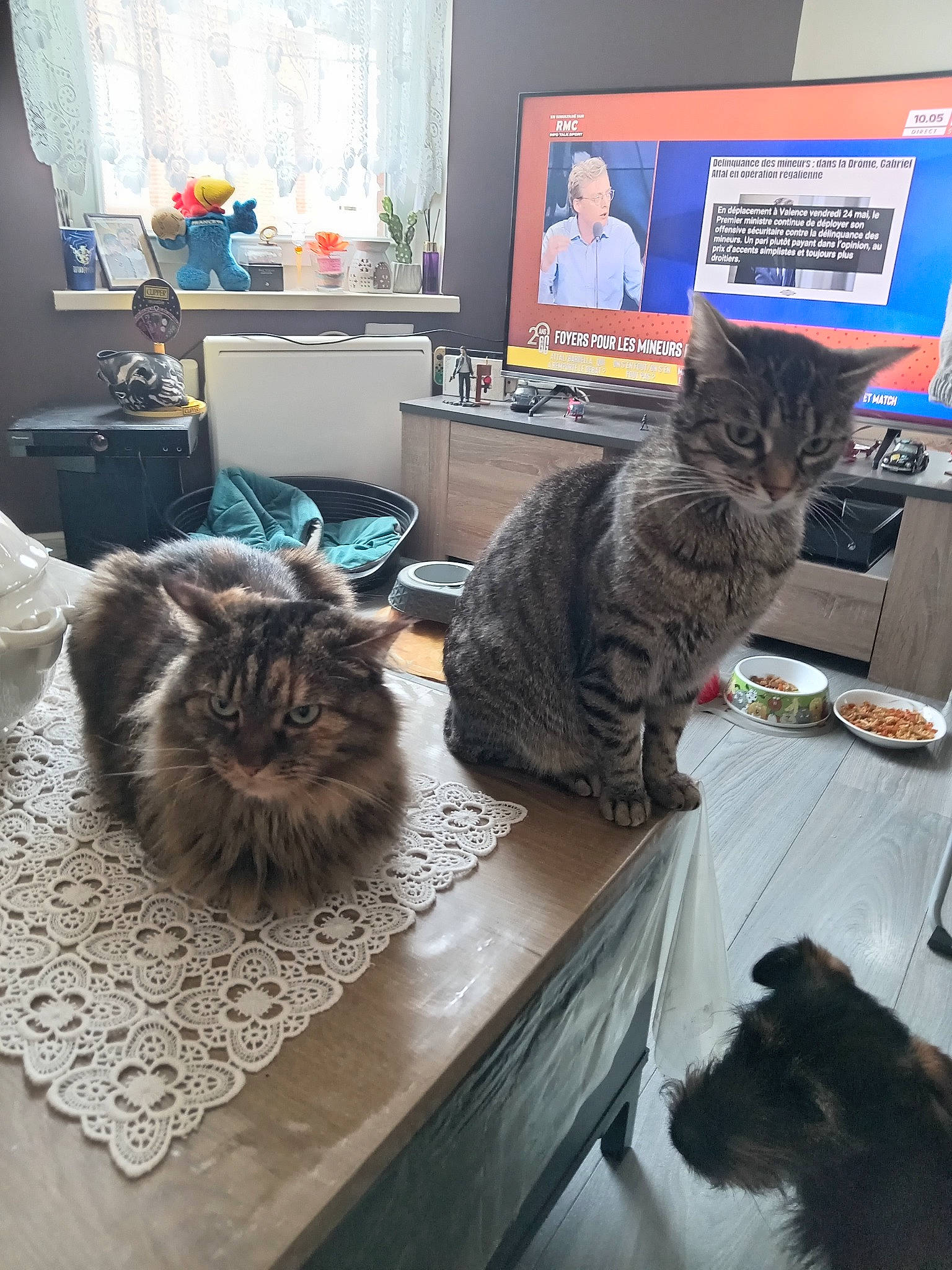 Tennessie participe au concours pour gagner de l'argent avec cette photo : carnivore, cat, comfort, companion_dog, computer_keyboard, curtain, dog, domestic_short_haired_cat, felidae, flooring, fur, grey, houseplant, picture_frame, plant, small_to_medium_sized_cats, table, tail, whiskers, window