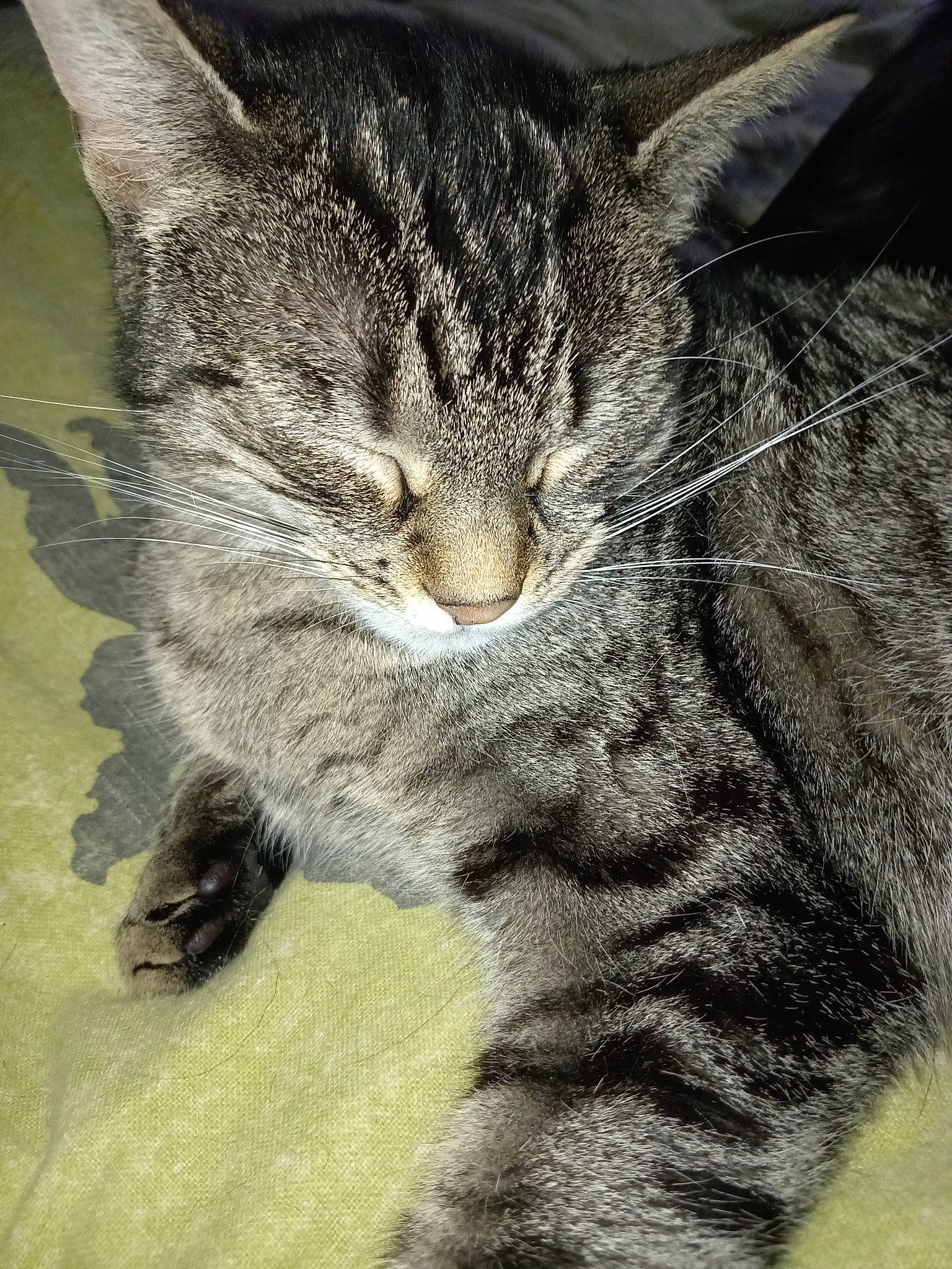 Tennessie participe au concours pour gagner de l'argent avec cette photo : bobcat, carnivore, cat, claw, close_up, domestic_short_haired_cat, eye, felidae, fur, grass, head, paw, small_to_medium_sized_cats, snout, tail, terrestrial_animal, tree, whiskers, wildlife