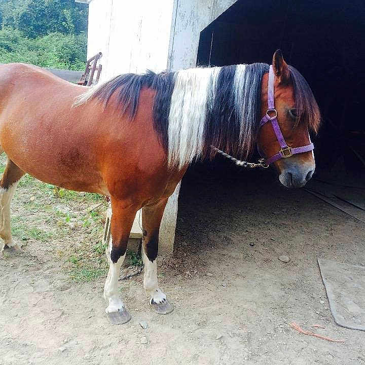 Bowdacious joined the competition — help win amazing prizes!